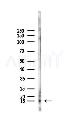 PHLDA3 Antibody - Western blot analysis of lysates from K562 cells(heat-shock,45min treatment), using PHLDA3 Antibody at 1/1000 dilution.
