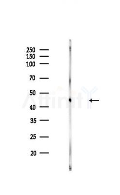 IFRD1 Antibody - Western blot analysis of lysates from Rat heart, using IFRD1 Antibody at 1/1000 dilution.