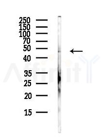 GFI1B Antibody - Western blot analysis of lysates from Hela cells(heat-shock,45min treatment), using GFI1B Antibody at 1/1000 dilution.