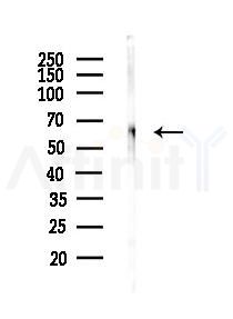 TAF15 Antibody - Western blot analysis of lysates from Mouse liver, using TAF15 Antibody at 1/1000 dilution.