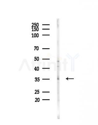 FN3K Antibody - Western blot analysis of lysates from Mouse testis, using FN3K Antibody at 1/1000 dilution.