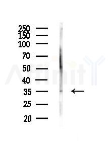 DNAJB6 Antibody - Western blot analysis of lysates from Mouse liver, using DNAJB6 Antibody at 1/1000 dilution.