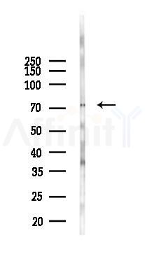 IL12RB2 Antibody - Western blot analysis of lysates from Mouse brain, using IL12RB2 Antibody at 1/1000 dilution.