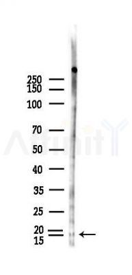 IL1FA Antibody - Western blot analysis of lysates from HUVEC cells(heat-shock,45min treatment), using IL1FA Antibody at 1/1000 dilution.