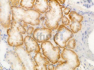 SYCP1 Antibody - DF2577 at 1/100 staining human normal kidney tissue by IHC-P.