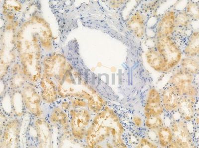 ALKBH4 Antibody - DF2584 at 1/100 staining human normal kidney tissue by IHC-P.