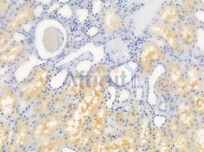 ALKBH4 Antibody - DF2584 at 1/100 staining human normal kidney tissue by IHC-P.