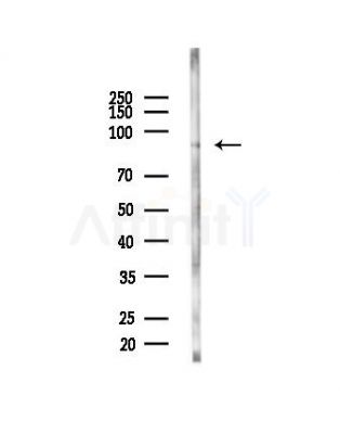 E2F8 Antibody - Western blot analysis of lysates from Mouse testis, using E2F8 Antibody at 1/1000 dilution.
