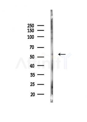 HNF4 alpha /gamma Antibody - Western blot analysis of lysates from Mouse testis, using HNF4 alpha /gamma Antibody at 1/1000 dilution.