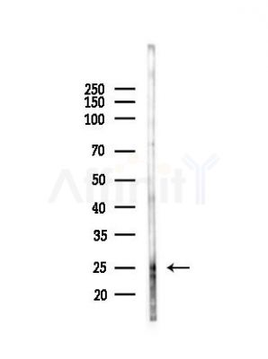 PROP1 Antibody - Western blot analysis of lysates from Mouse testis, using PROP1 Antibody at 1/1000 dilution.