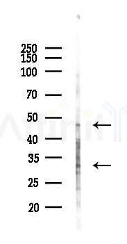 ING1 Antibody - Western blot analysis of lysates from Mouse brain, using ING1 Antibody at 1/1000 dilution.