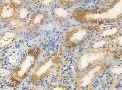 BCL2L13 Antibody - DF2649 at 1/100 staining human normal kidney tissue by IHC-P.