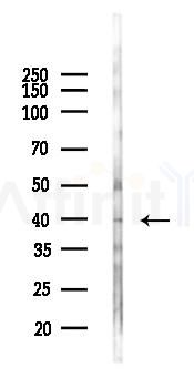 CDK20 Antibody - Western blot analysis of lysates from Mouse brain, using CDK20 Antibody at 1/1000 dilution.