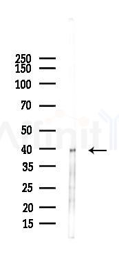 CDK20 Antibody - Western blot analysis of lysates from Rat testis, using CDK20 Antibody at 1/1000 dilution.