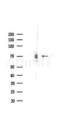 PCTK1 Antibody - Western blot analysis of lysates from Mouse lung, using PCTK1 Antibody at 1/1000 dilution.