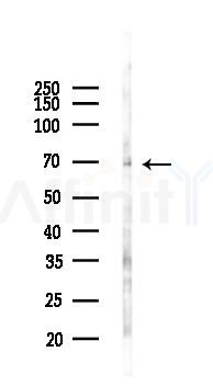 PRKCI Antibody - Western blot analysis of lysates from Mouse brain, using PRKCI Antibody at 1/1000 dilution.
