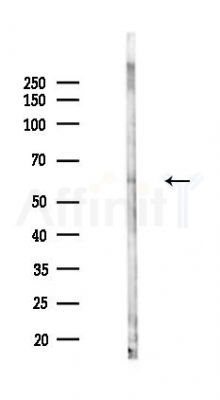 SGK3 Antibody - Western blot analysis of lysates from Mouse testis, using SGK3 Antibody at 1/1000 dilution.