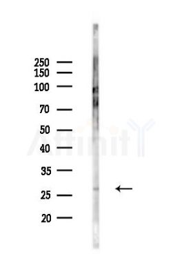 PAEP Antibody - Western blot analysis of lysates from K562 cells(UV,30min treatment), using PAEP Antibody at 1/1000 dilution.