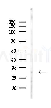 KLK6 Antibody - Western blot analysis of lysates from Mouse brain, using KLK6 Antibody at 1/1000 dilution.