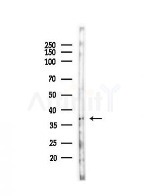 OR51A1P Antibody - Western blot analysis of lysates from Mouse testis, using OR51A1P Antibody at 1/1000 dilution.