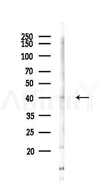 GPR136 Antibody - Western blot analysis of lysates from Rat testis, using GPR136 Antibody at 1/1000 dilution.