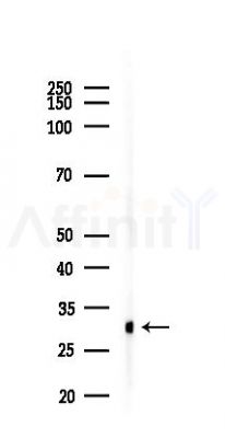 GPR146 Antibody - Western blot analysis of lysates from Mouse liver, using GPR146 Antibody at 1/1000 dilution.