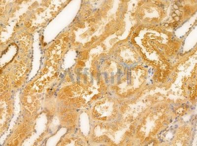 GPR148 Antibody - DF2726 at 1/100 staining human normal kidney tissue by IHC-P.