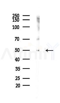 GPR15 Antibody - Western blot analysis of lysates from Hela cells(LPS, 4h treatment), using GPR15 Antibody at 1/1000 dilution.