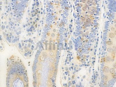 GPR20 Antibody - DF2730 at 1/100 staining human normal colon tissue by IHC-P.