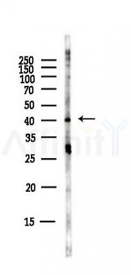 GPR25 Antibody - Western blot analysis of lysates from Hela cells(starvation,24h treatment), using GPR25 Antibody at 1/1000 dilution.