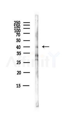 GPR26 Antibody - Western blot analysis of lysates from Mouse brain, using GPR26 Antibody at 1/1000 dilution.
