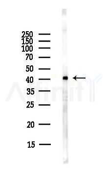 GPR52 Antibody - Western blot analysis of lysates from Hela cells(starvation,24h treatment), using GPR52 Antibody at 1/1000 dilution.