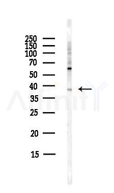 GPR6 Antibody - Western blot analysis of lysates from Hela cells(starvation,24h treatment), using GPR6 Antibody at 1/1000 dilution.