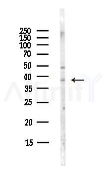 GPR80/GPR99 Antibody - Western blot analysis of lysates from Hela cells(starvation,24h treatment), using GPR80/GPR99 Antibody at 1/1000 dilution.