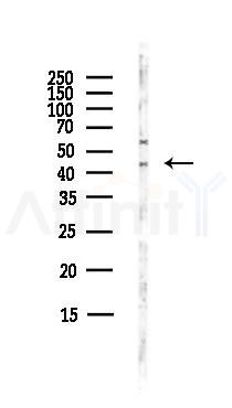 GPR87/GPR95 Antibody - Western blot analysis of lysates from HepG2 cells(heat-shock,45min treatment), using GPR87/GPR95 Antibody at 1/1000 dilution.