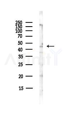 GPR87/GPR95 Antibody - Western blot analysis of lysates from Hela cells(starvation,24h treatment), using GPR87/GPR95 Antibody at 1/1000 dilution.