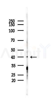 EDG1 Antibody - Western blot analysis of lysates from COLO205 cells(heat-shock,45min treatment), using EDG1 Antibody at 1/1000 dilution.