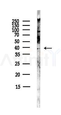 EDG2 Antibody - Western blot analysis of lysates from Mouse lung, using EDG2 Antibody at 1/1000 dilution.