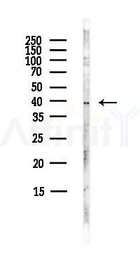 EDG2 Antibody - Western blot analysis of lysates from HepG2 cells(heat-shock,45min treatment), using EDG2 Antibody at 1/1000 dilution.