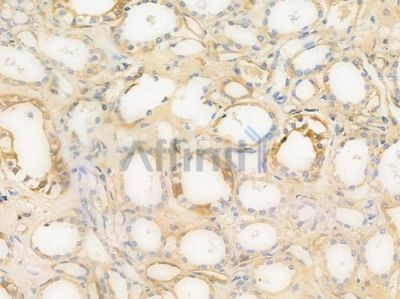 EDG2 Antibody - DF2786 at 1/100 staining human normal kidney tissue by IHC-P.