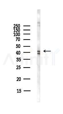 EDG8 Antibody - Western blot analysis of lysates from Hela cells(starvation,24h treatment), using EDG8 Antibody at 1/1000 dilution.