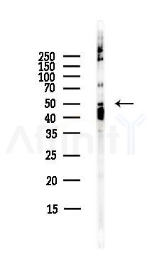 EDNRB Antibody - Western blot analysis of lysates from HepG2 cells(heat-shock,45min treatment), using EDNRB Antibody at 1/1000 dilution.