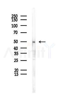 EDNRB Antibody - Western blot analysis of lysates from Rat liver, using EDNRB Antibody at 1/1000 dilution.