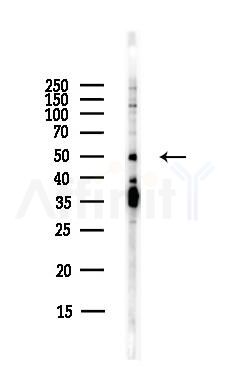 EDNRB Antibody - Western blot analysis of lysates from Hela cells(starvation,24h treatment), using EDNRB Antibody at 1/1000 dilution.