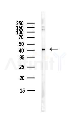 GHSR Antibody - Western blot analysis of lysates from HepG2 cells(heat-shock,45min treatment), using GHSR Antibody at 1/1000 dilution.