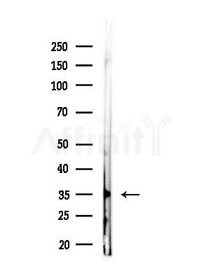 GPR141 Antibody - Western blot analysis of lysates from MDA-MB-231 cells, using GPR141 Antibody at 1/1000 dilution.