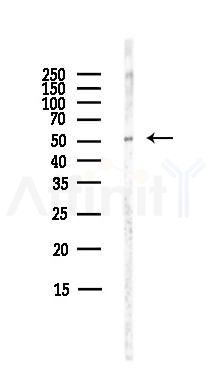 GPR39 Antibody - Western blot analysis of lysates from Mouse lung, using GPR39 Antibody at 1/1000 dilution.