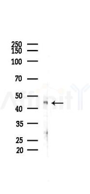 GPR4 Antibody - Western blot analysis of lysates from COLO205 cells(heat-shock,45min treatment), using GPR4 Antibody at 1/1000 dilution.