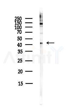 GPR45 Antibody - Western blot analysis of lysates from HepG2 cells(heat-shock,45min treatment), using GPR45 Antibody at 1/1000 dilution.