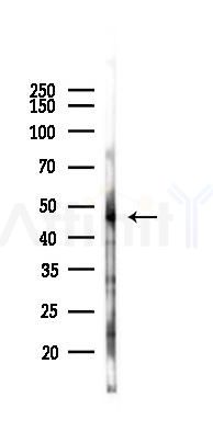 GPR88 Antibody - Western blot analysis of lysates from Rat liver, using GPR88 Antibody at 1/1000 dilution.
